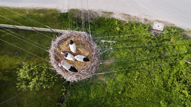 nest-on-an-electrical-tower