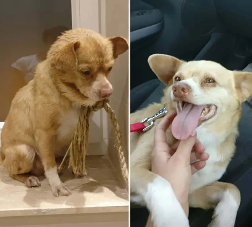 one-week-after-being-found-on-the-street-rescued-dogs