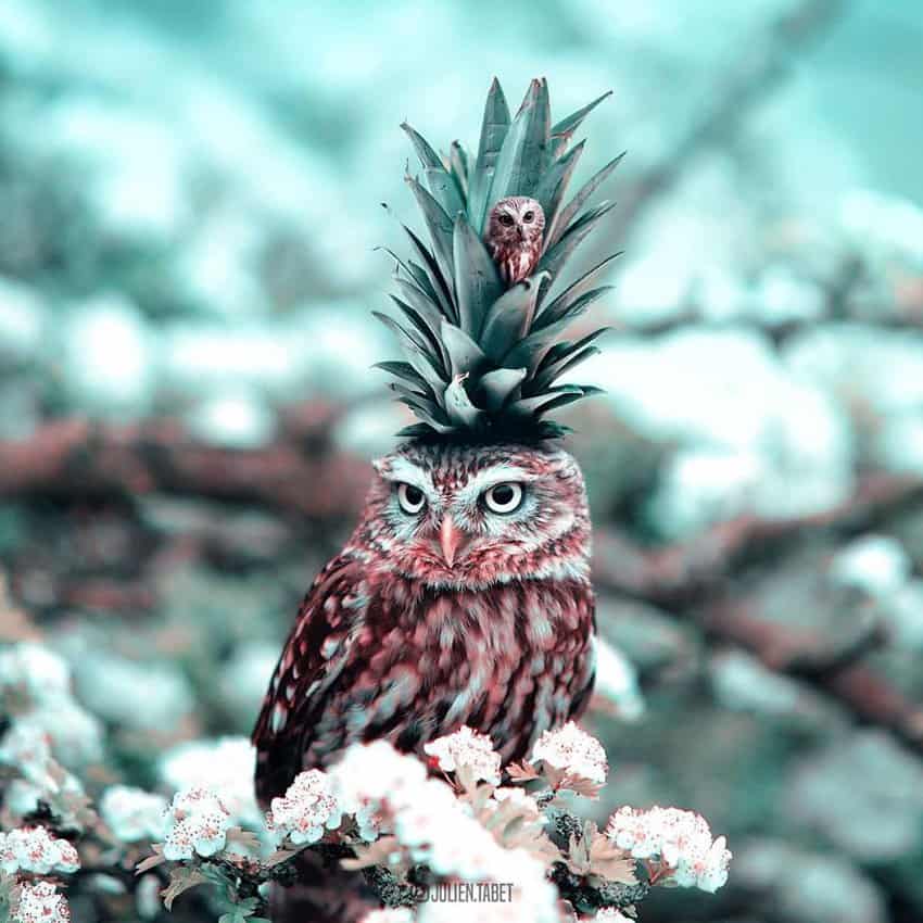 owl-pineapple-marvelous-animal-photos