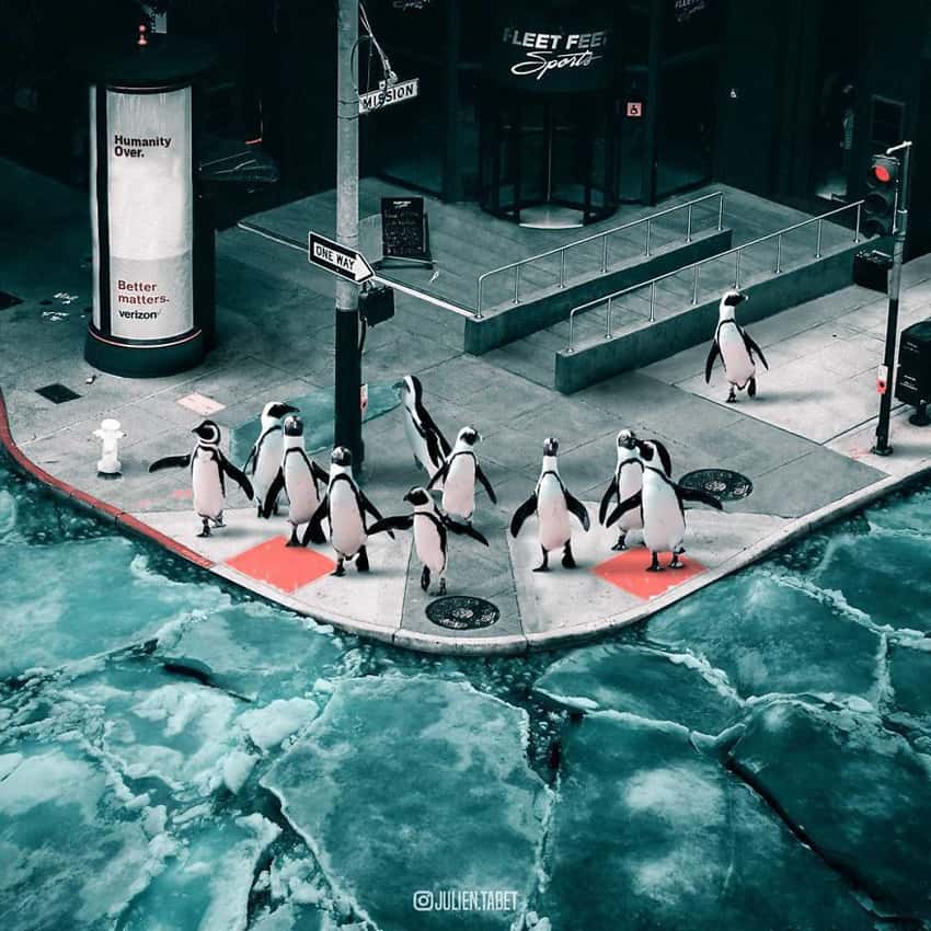 penguins-in-the-city-marvelous-animal-photos