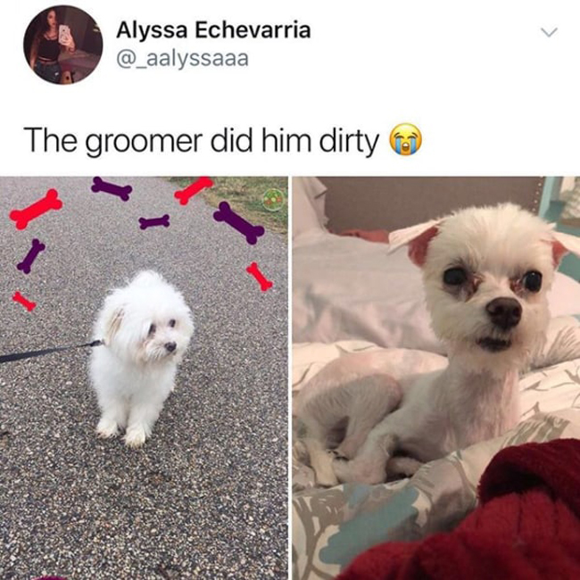 pet-groomer-ruined-my-dog-witty-people