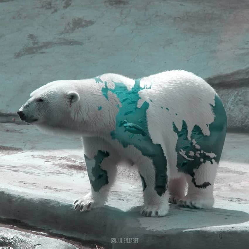polar-bear-underwater-fur-marvelous-animal-photos