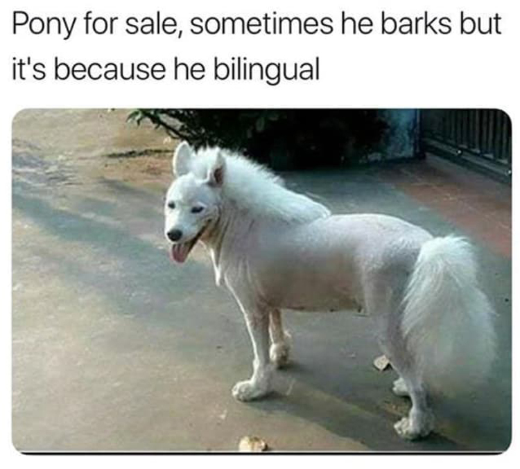pony-for-sale-dog-people-failed-to-pay-attention