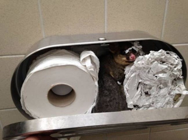 possum-in-a-toilet-paper-holder-scary-photos