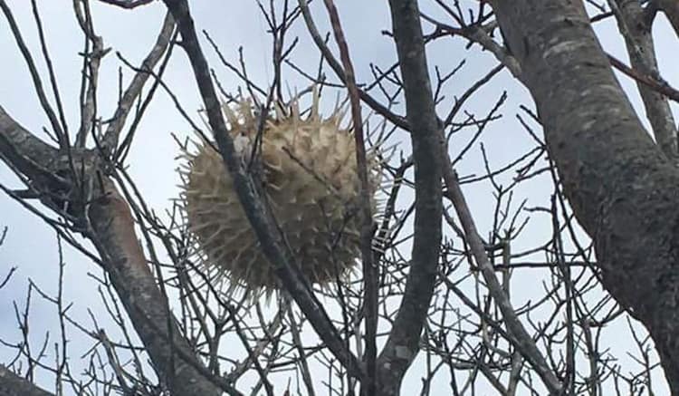 puffer-fish-on-a-tree-unbelievable-real-photos