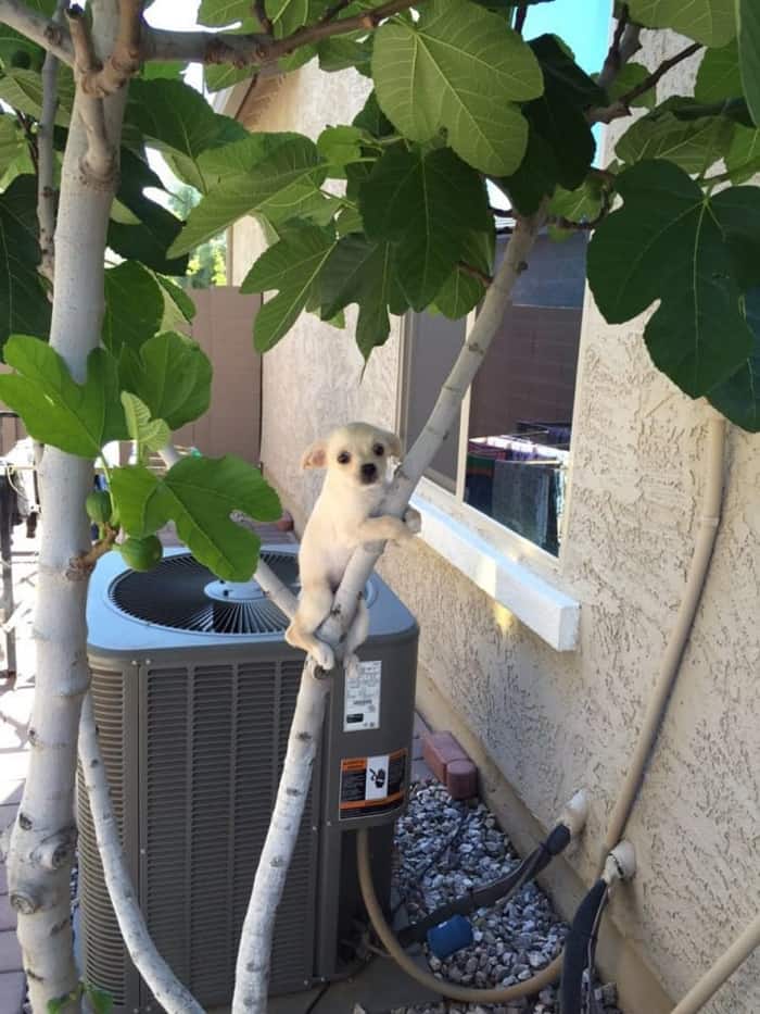 puppy-stuck-up-a-tree-cringeworthy-photos