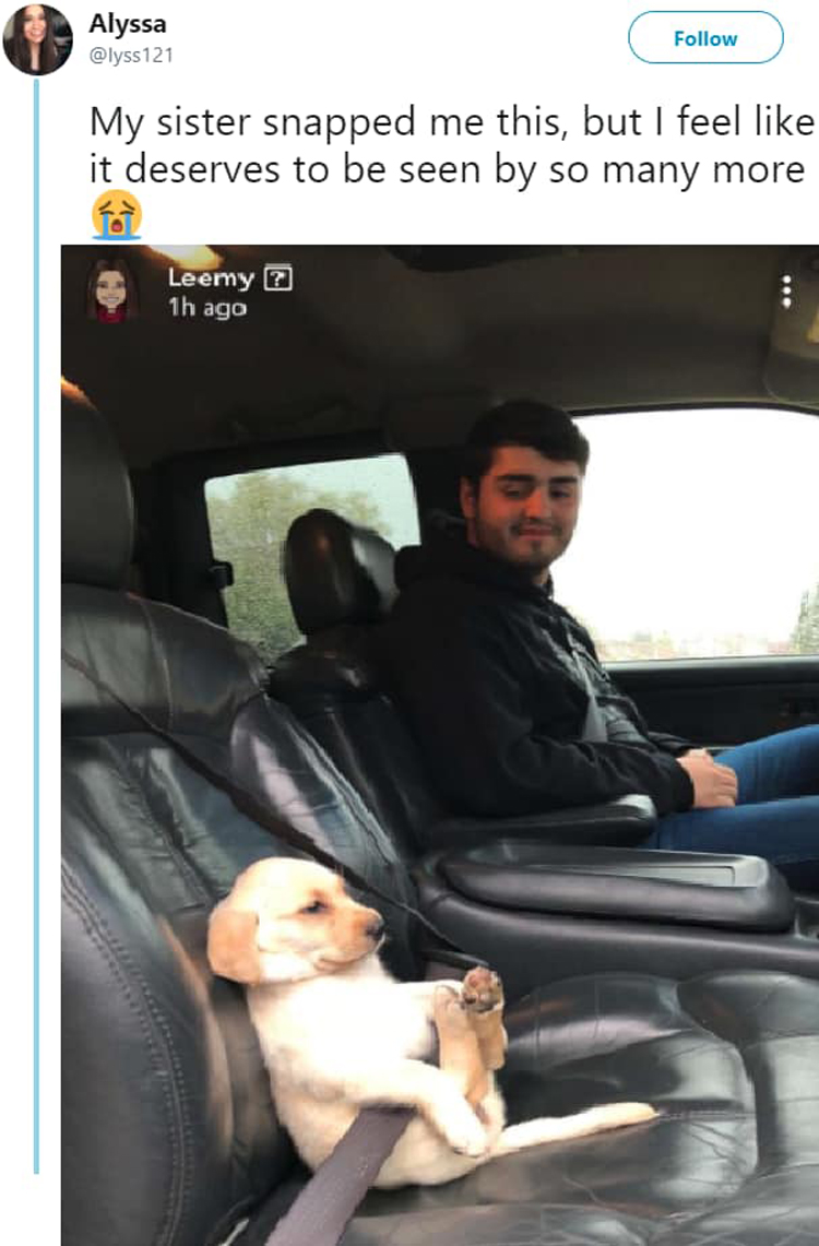 puppy-wearing-seat-belt-hilariously-frustrating-photos