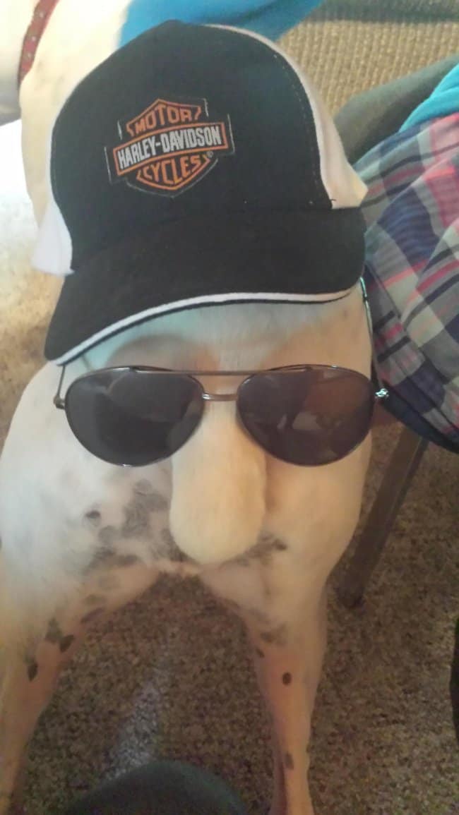 putting-hat-and-sunglasses-on-dog-is-funny-humor-makes-happy-family