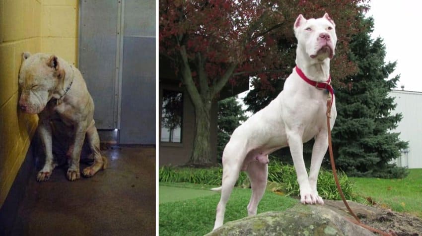 rescued dogs before and after adoption