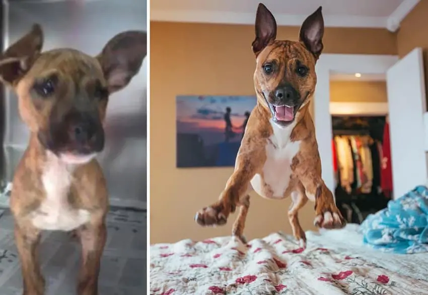 sad-to-jumping-happy-rescued-dogs