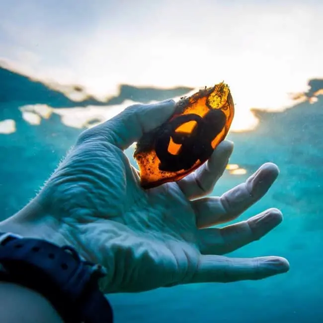 shark-egg-in-the-light-real-things-that-actually-exist