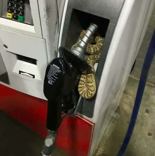 snake-in-a-fuel-dispenser-scary-photos