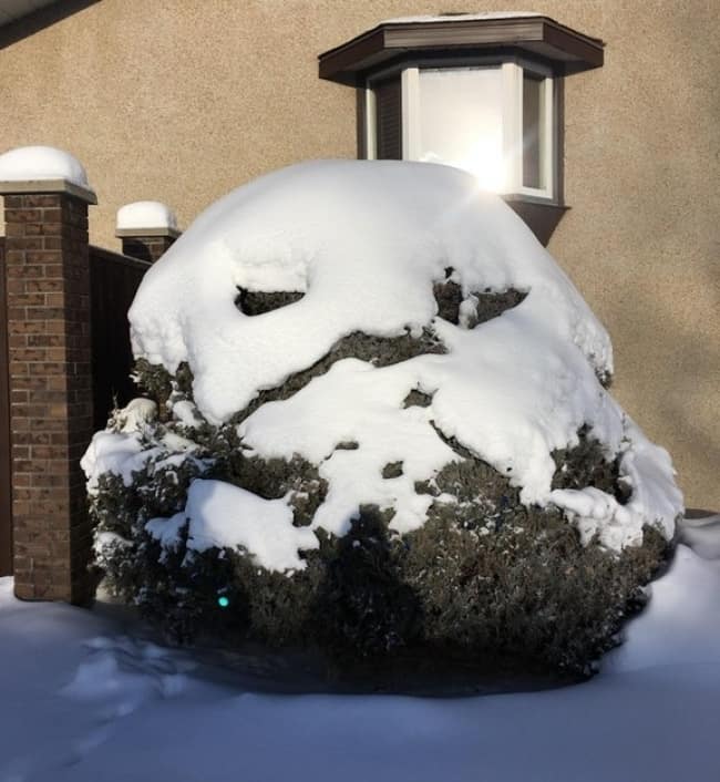 snow-covered-bush-looks-like-jabba-the-hut-how-whimsical-people-see-things