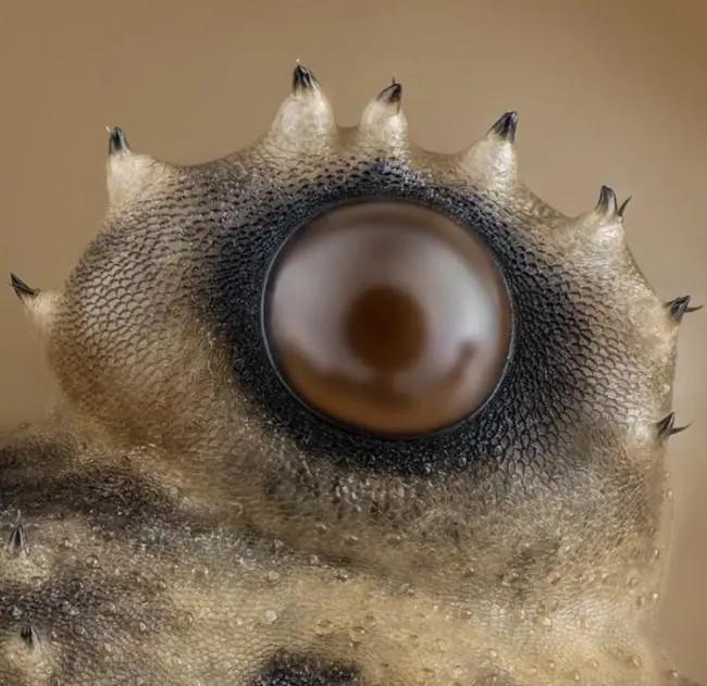 spider-eye-under-microscope-real-things-that-actually-exist