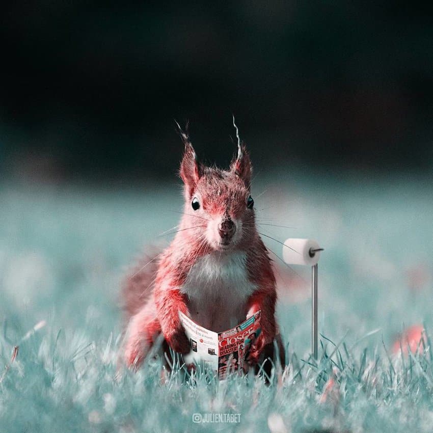 squirrel-reading-a-magazine-in-the-toilet-marvelous-animal-photos