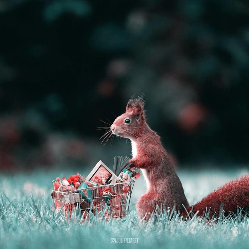 squirrel-shopping-marvelous-animal-photos