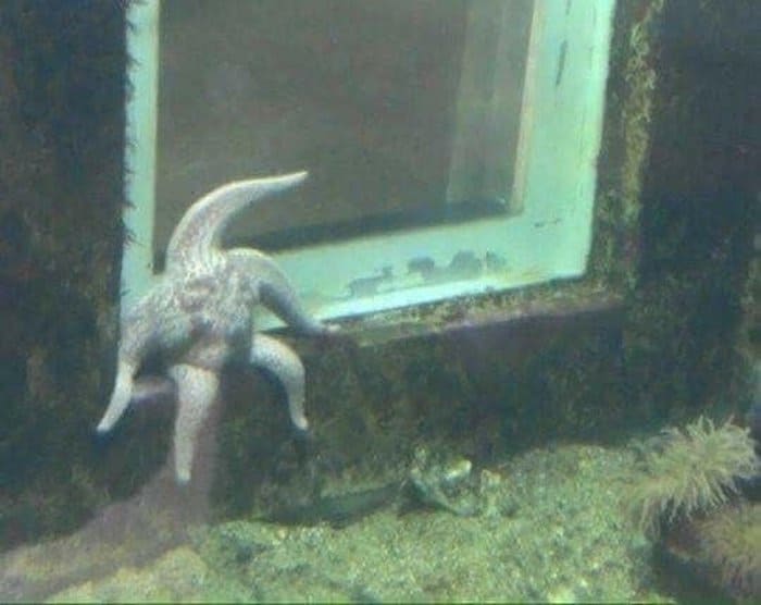 starfish-sitting-like-a-man-confusing-photos