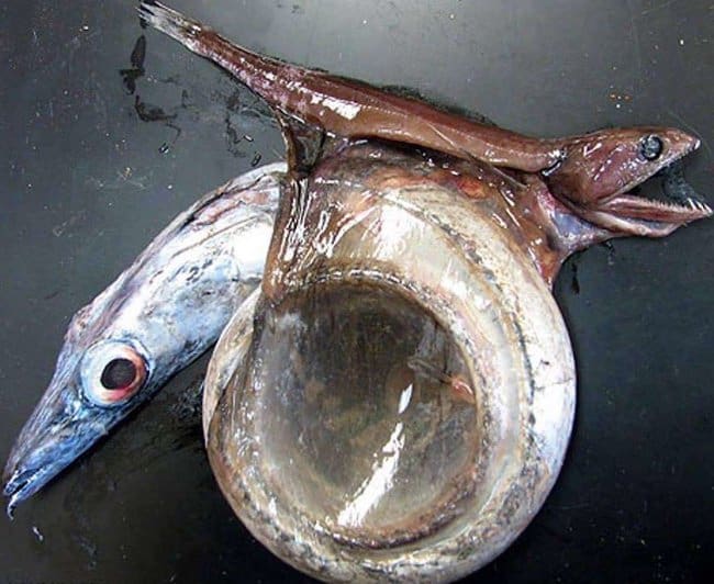 swallower-fish-can-swallow-bigger-fish-rare-things-pictures