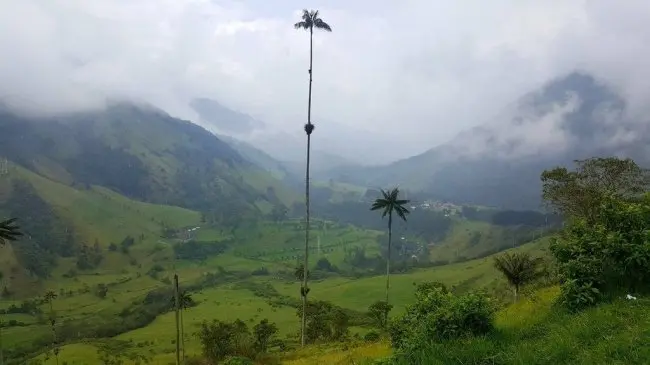 tallest-palm-tree-in-the-world-real-things-that-actually-exist
