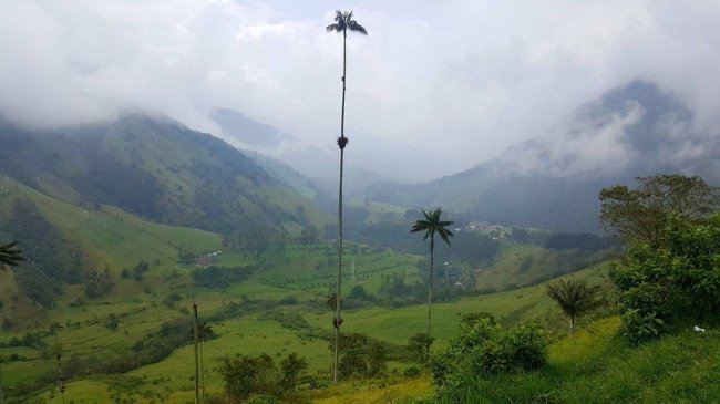 tallest-palm-tree-in-the-world-real-things-that-actually-exist