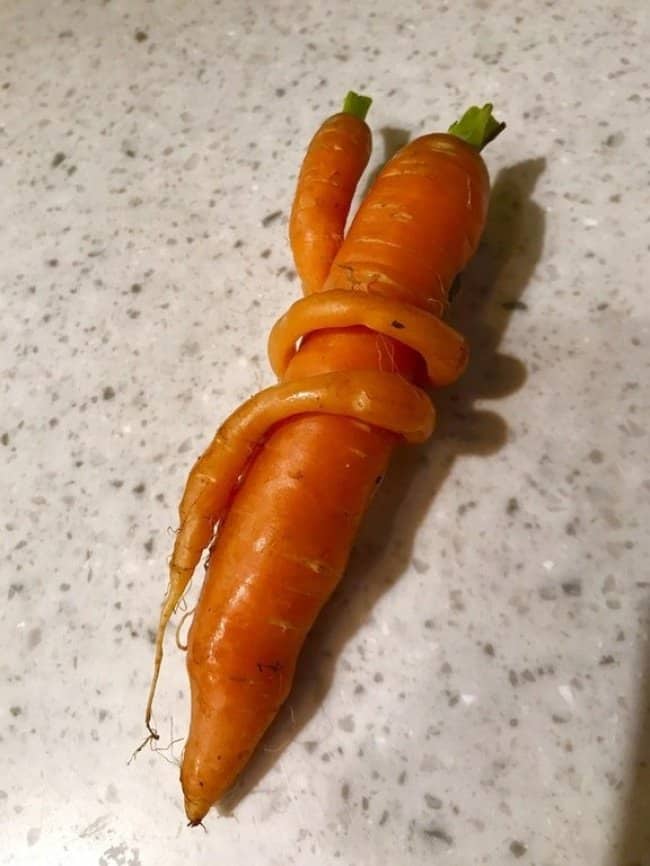 tiny-carrot-hugging-a-bigger-carrot-extraordinary-things