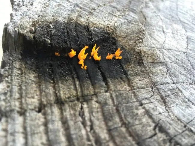 tiny-mushrooms-look-like-flames-real-things-that-actually-exist