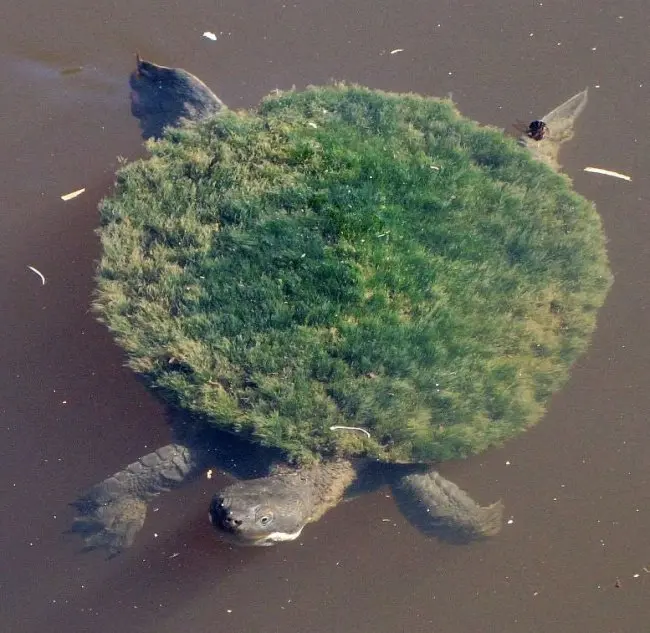 turtle-shell-covered-with-moss-real-things-that-actually-exist