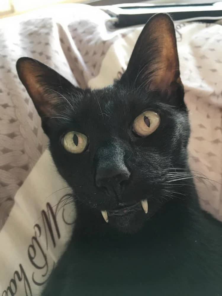 vampire-cat