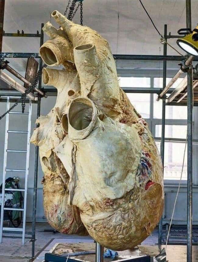 whale-heart-gigantic-real-things-that-actually-exist