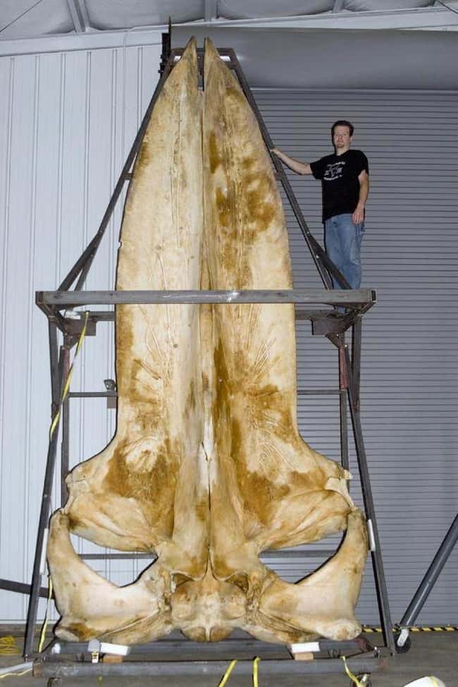 whale-skull-rare-things-pictures