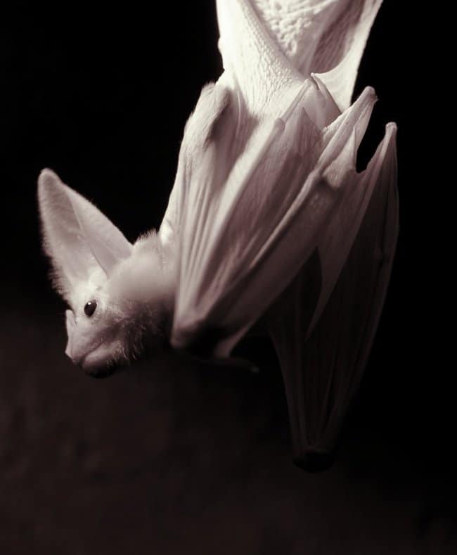 white-bat-real-things-that-actually-exist