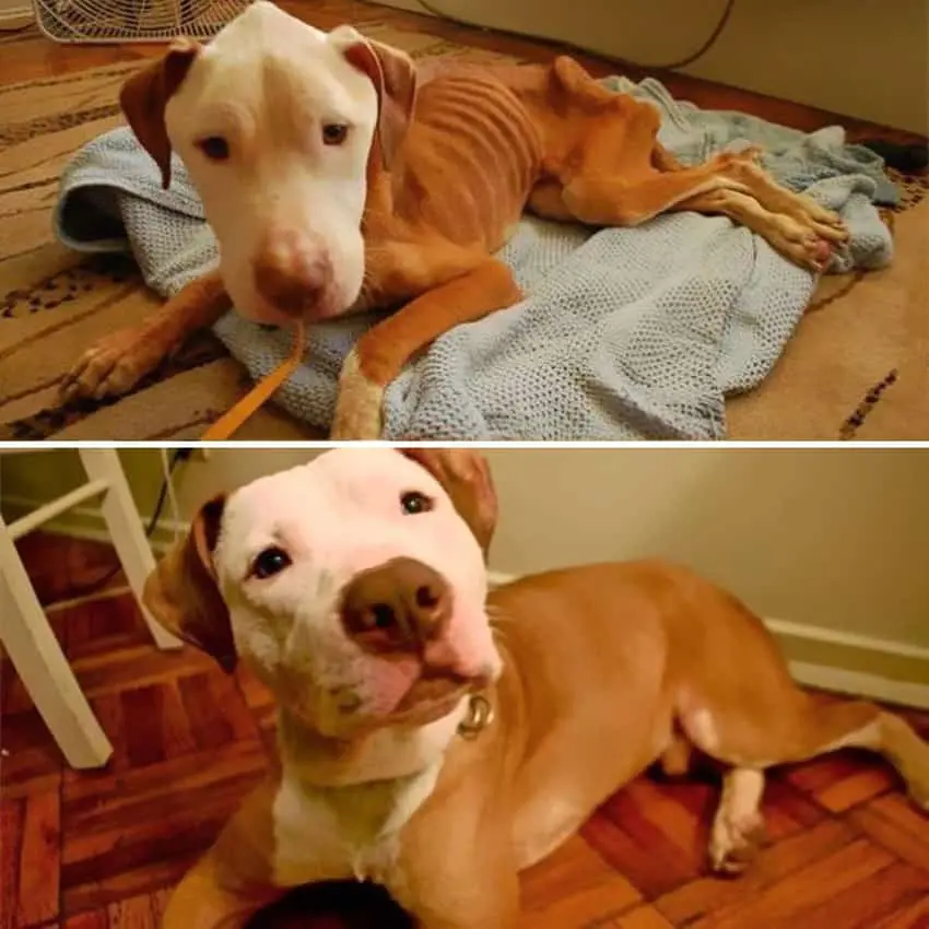 woman-saved-skinny-dog-from-being-euthanized-rescued-dogs