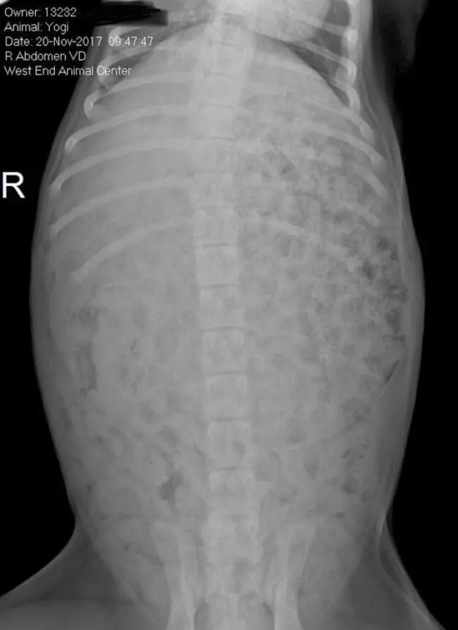 xray-of-a-puppys-stomach-full-of-kibbles