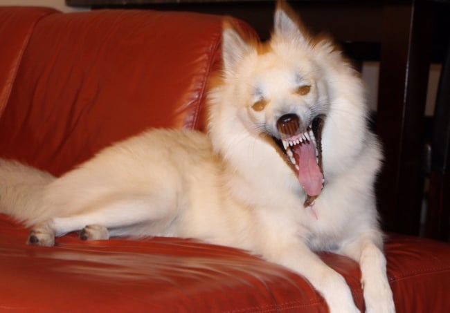 yawning-dog-exciting-photos-taken-by-accident