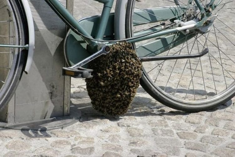 beehive bike hilariously bad situations