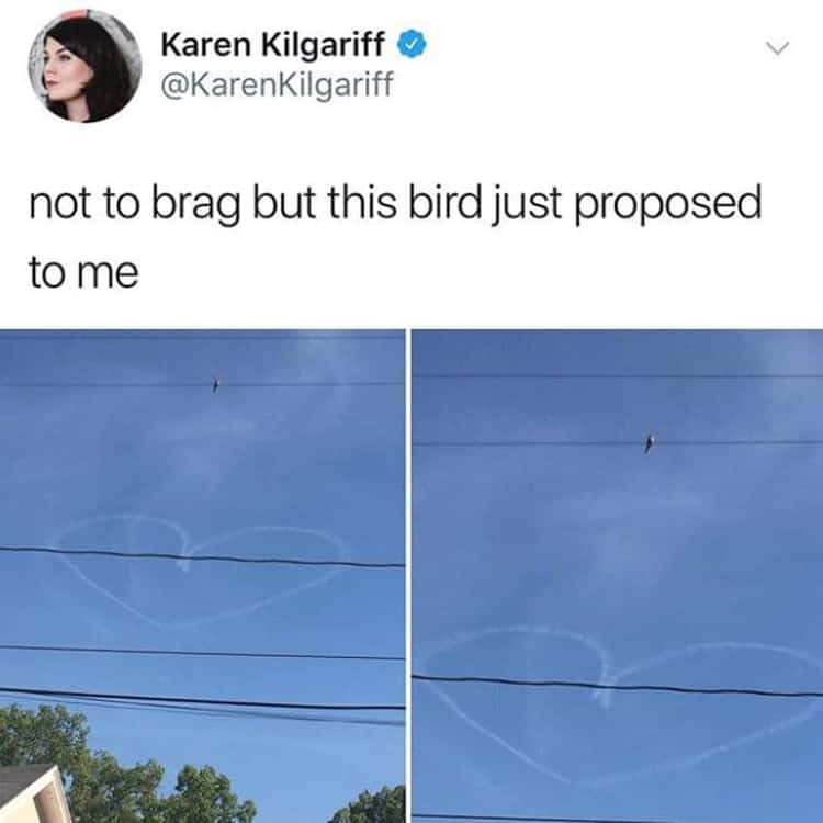 bird-proposing-visually-pleasing-photos