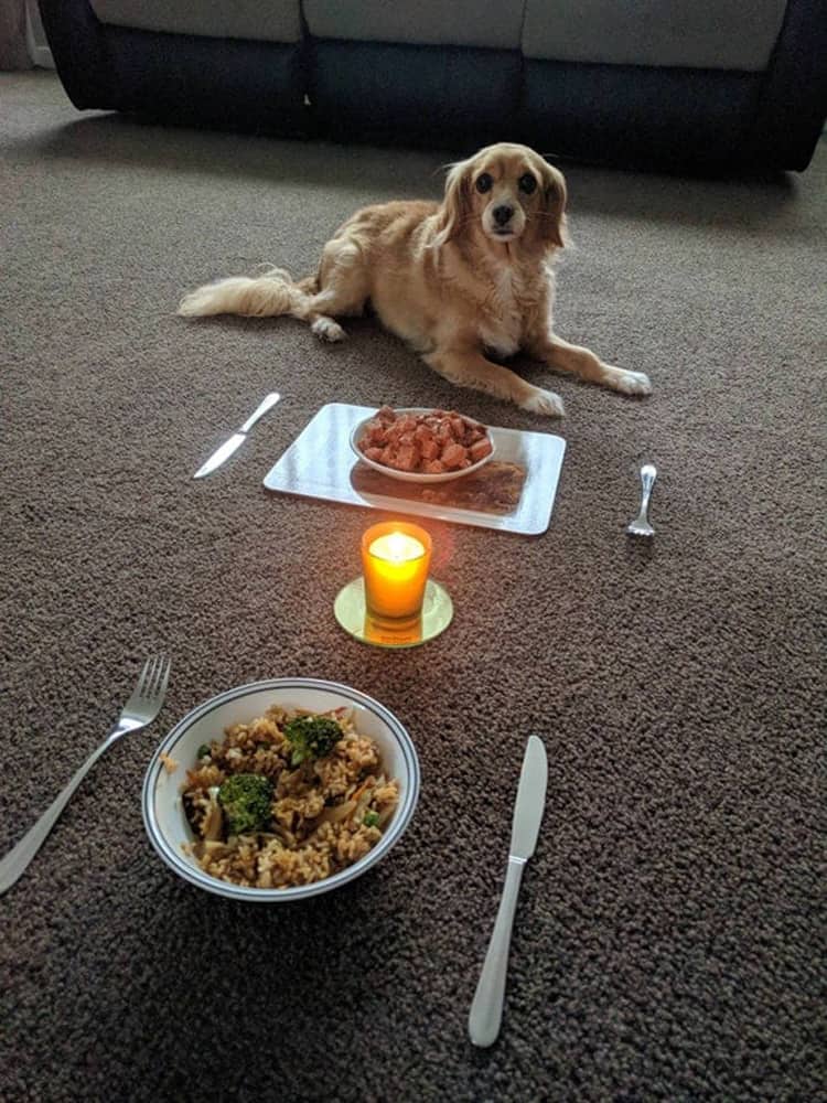 candlelit-dinner-with-a-dog-visually-pleasing-photos