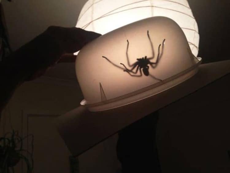 capturing-large-spider-in-plastic-bowl-questionable-photos