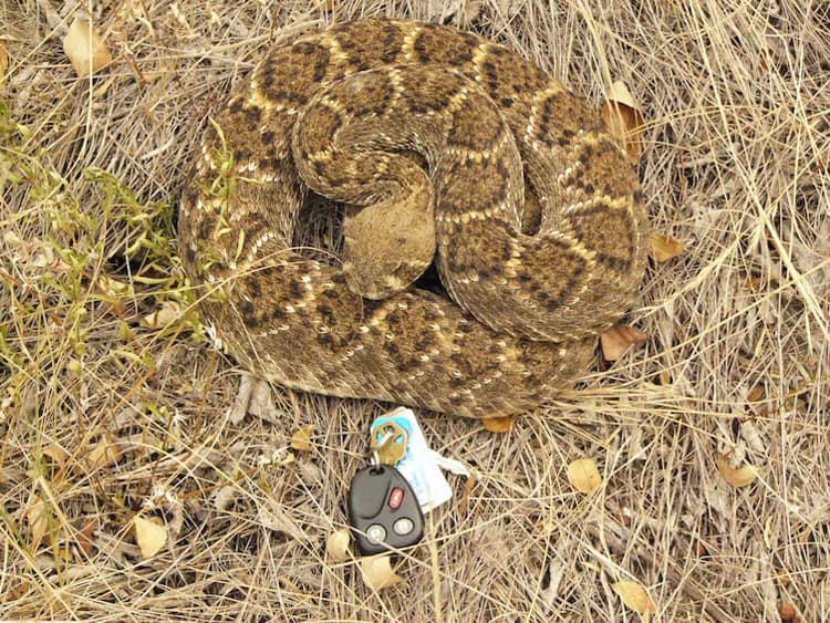 car-key-guarded-by-a-snake-creepy-pictures