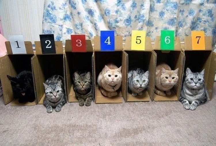 cat-racing-silly-things-bored-people-do