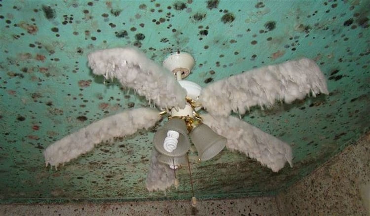 ceiling-fan-full-of-dust-questionable-photos