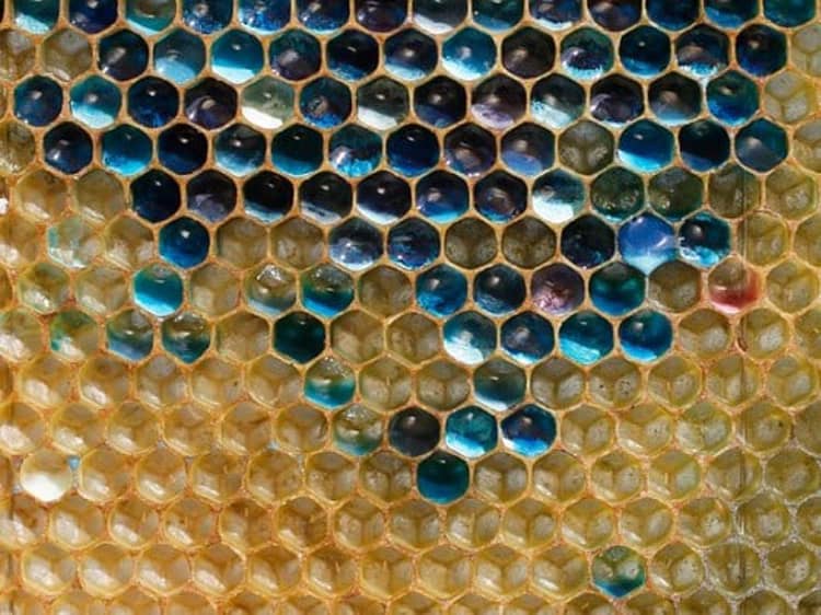 colored-beehive-astonishing-photos
