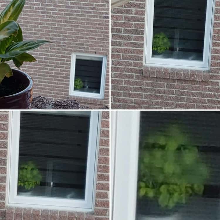 creepy-plant-at-the-window-spine-chilling-photos