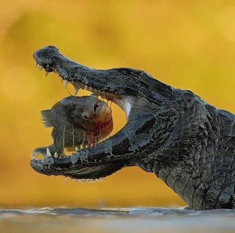 crocodile-about-to-eat-a-fish-impressive-photos