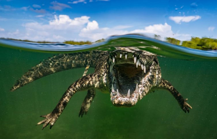 crocodile-in-the-water-impressive-photos