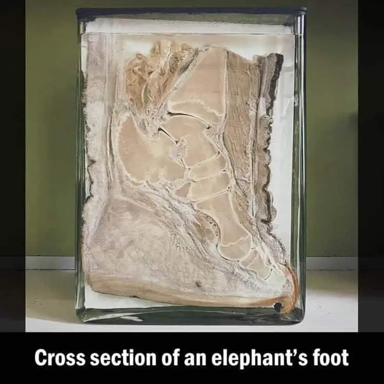 cross-section-elephant-foot-coolest-things