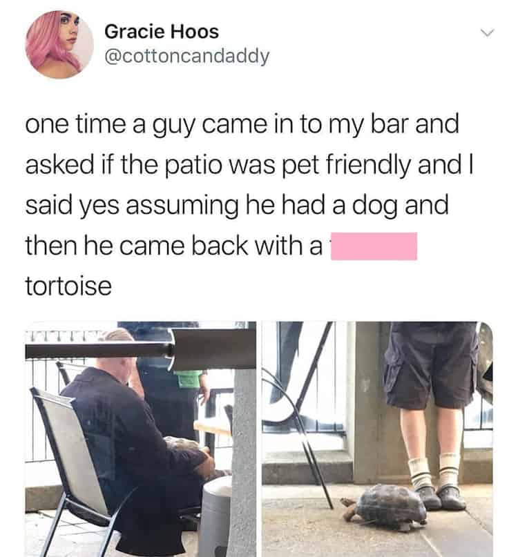 customer-brings-tortoise-pet-whimsical-people