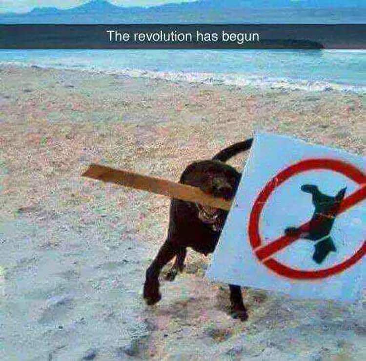 dog-removes-sign-people-breaking-rules