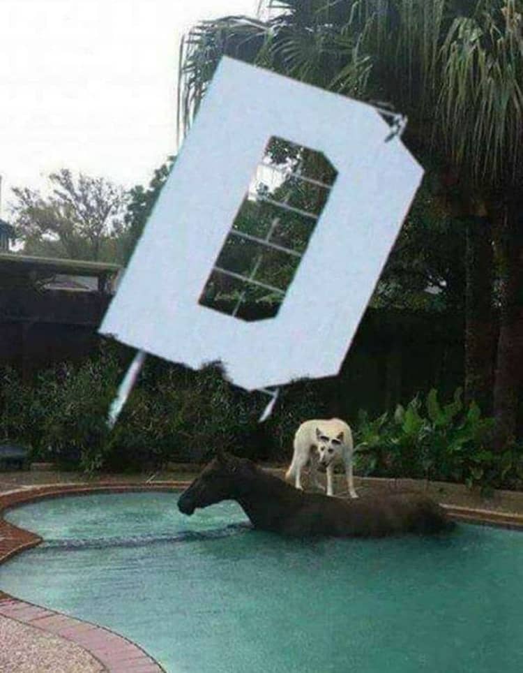 dog-riding-on-a-horse-at-the-pool-nonsensical-photos