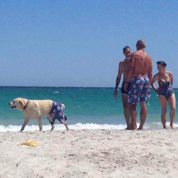 dog-with-matching-shorts-nonsensical-photos